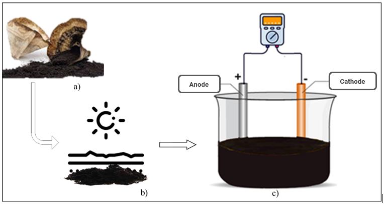 The electrical productivity of Arabica